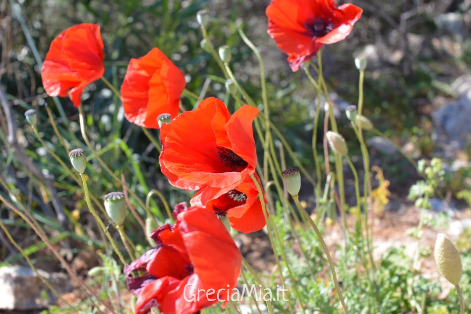 Primo maggio in Grecia