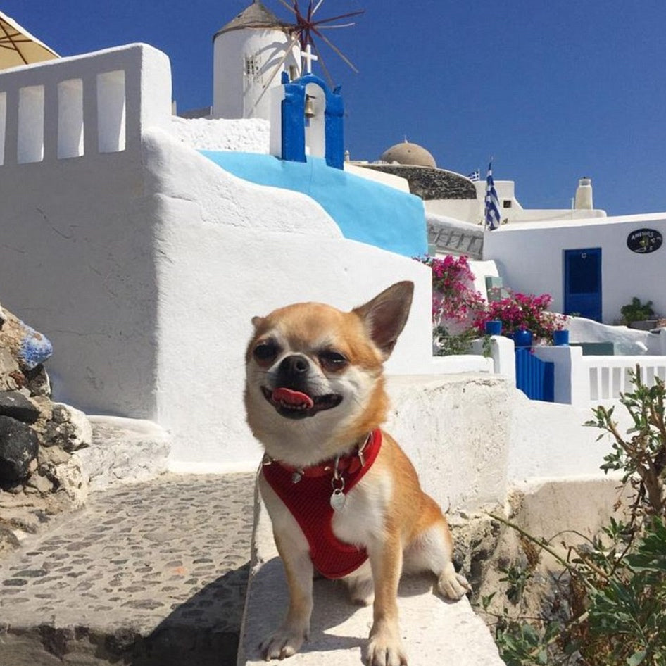 Vacanze in Grecia con il cane
