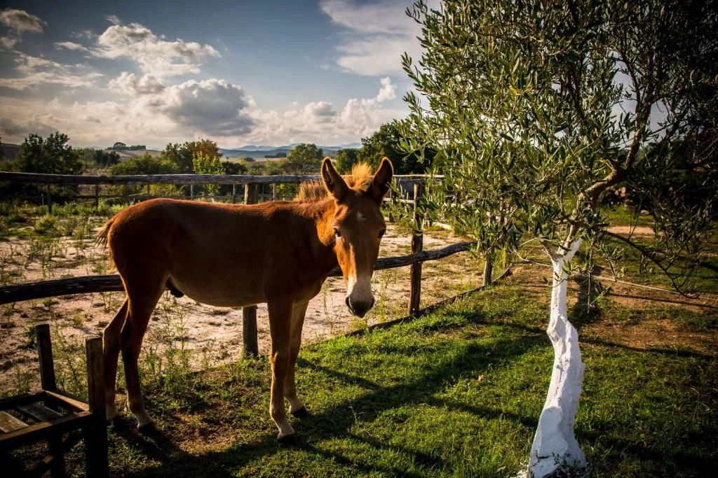 Agriturismo Platanorema