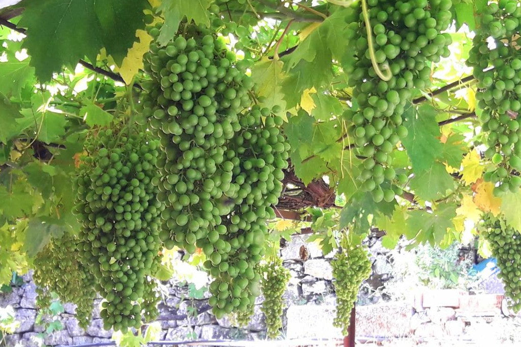 La casa della nonna a Perachori