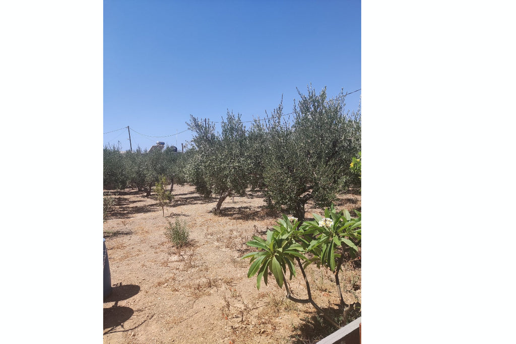 Paradise Studios Lipsi