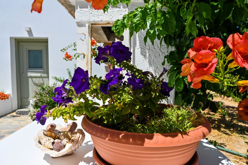 Irene beach hotel Schinoussa