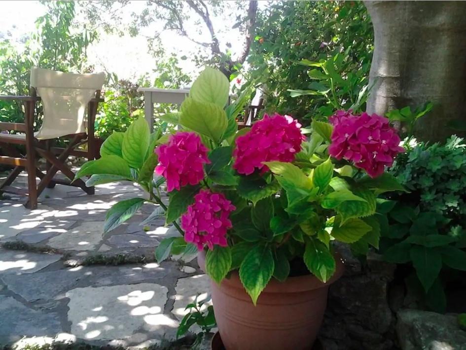 Chora - Villa Panayiota